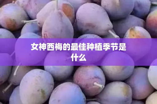 女神西梅的最佳种植季节是什么