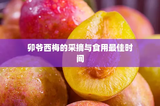 卯爷西梅的采摘与食用最佳时间