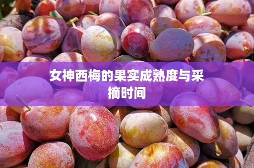 女神西梅的果实成熟度与采摘时间