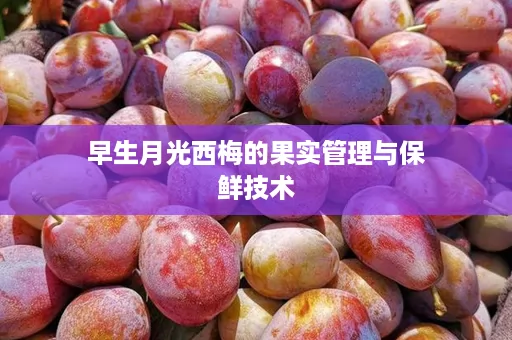 早生月光西梅的果实管理与保鲜技术