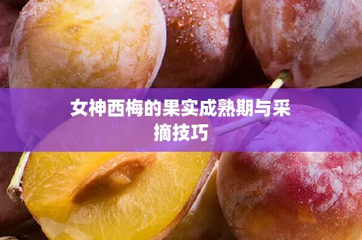女神西梅的果实成熟期与采摘技巧