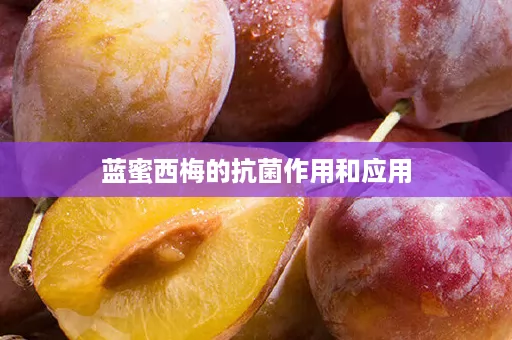 蓝蜜西梅的抗菌作用和应用