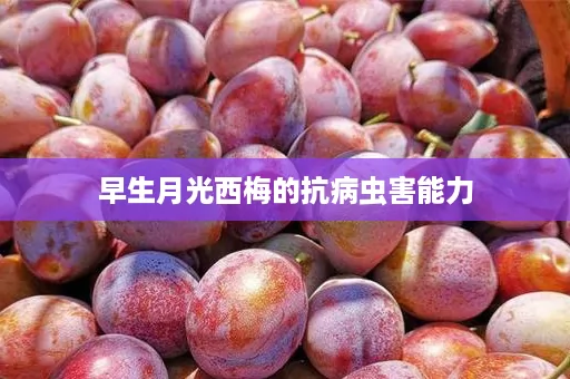 早生月光西梅的抗病虫害能力