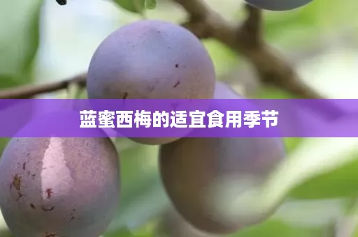 蓝蜜西梅的适宜食用季节