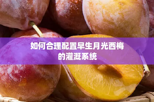 如何合理配置早生月光西梅的灌溉系统