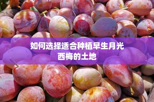 如何选择适合种植早生月光西梅的土地