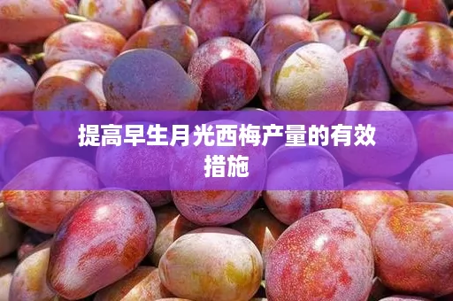 提高早生月光西梅产量的有效措施