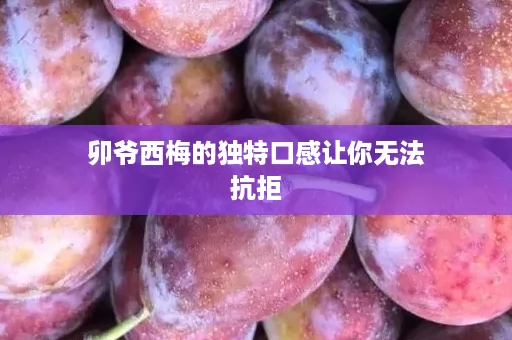 卯爷西梅的独特口感让你无法抗拒