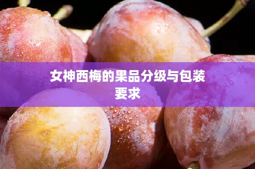 女神西梅的果品分级与包装要求