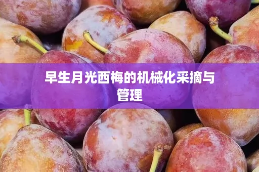 早生月光西梅的机械化采摘与管理