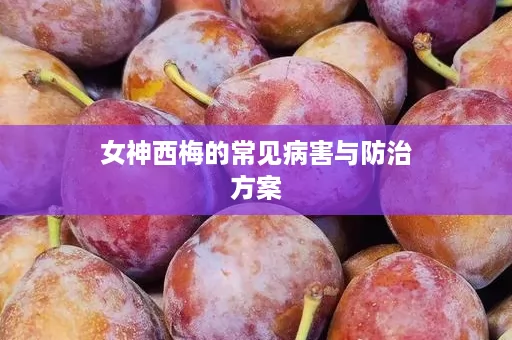 女神西梅的常见病害与防治方案