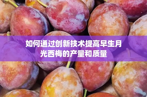 如何通过创新技术提高早生月光西梅的产量和质量