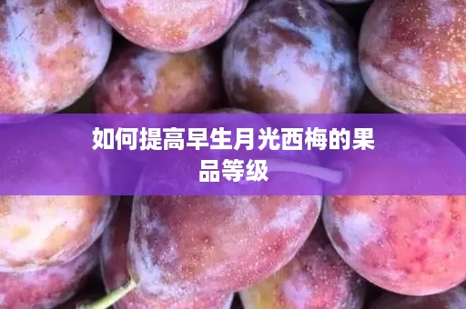 如何提高早生月光西梅的果品等级