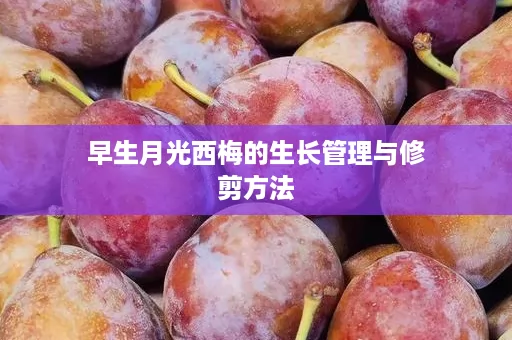 早生月光西梅的生长管理与修剪方法