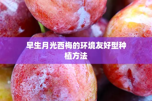 早生月光西梅的环境友好型种植方法