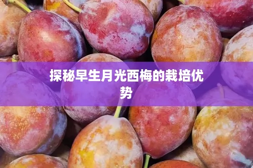 探秘早生月光西梅的栽培优势