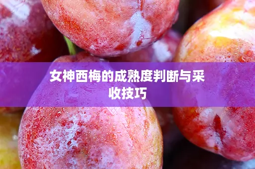 女神西梅的成熟度判断与采收技巧