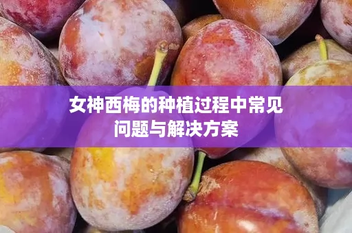 女神西梅的种植过程中常见问题与解决方案