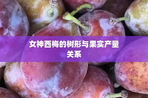 女神西梅的树形与果实产量关系