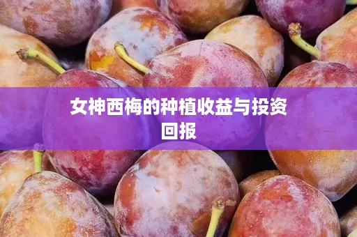女神西梅的种植收益与投资回报