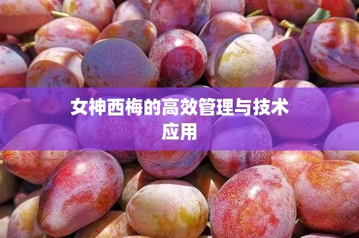 女神西梅的高效管理与技术应用