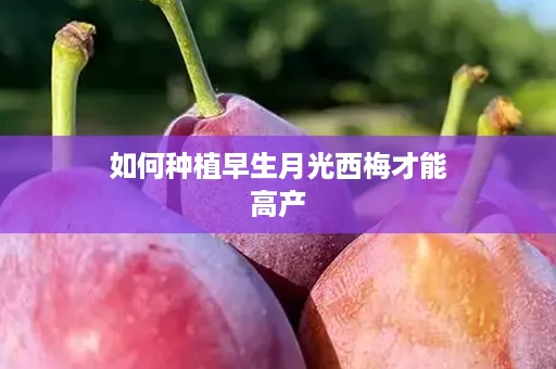 如何种植早生月光西梅才能高产