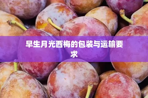 早生月光西梅的包装与运输要求