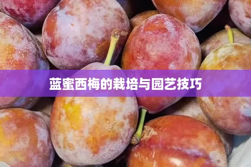 蓝蜜西梅的栽培与园艺技巧