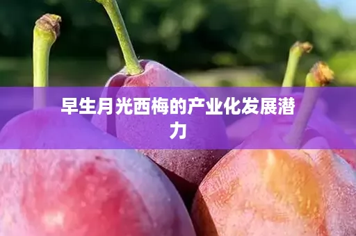 早生月光西梅的产业化发展潜力