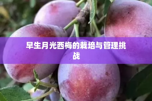 早生月光西梅的栽培与管理挑战