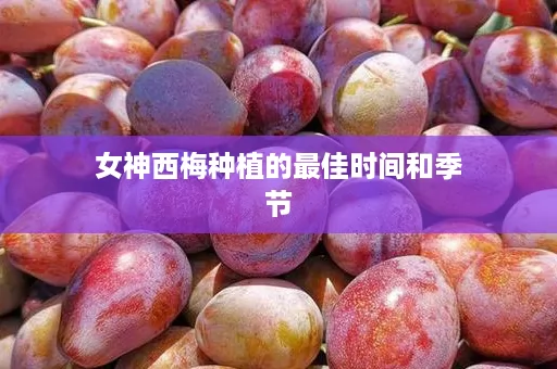 女神西梅种植的最佳时间和季节