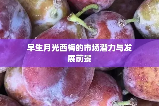 早生月光西梅的市场潜力与发展前景