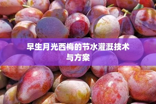 早生月光西梅的节水灌溉技术与方案