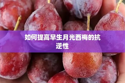 如何提高早生月光西梅的抗逆性