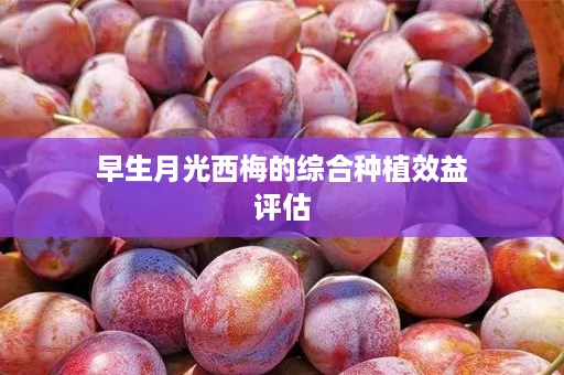 早生月光西梅的综合种植效益评估