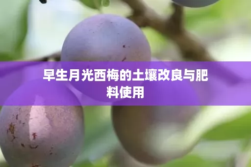 早生月光西梅的土壤改良与肥料使用