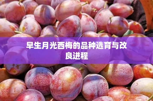 早生月光西梅的品种选育与改良进程