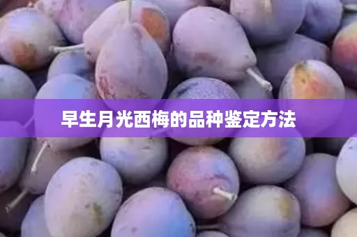 早生月光西梅的品种鉴定方法