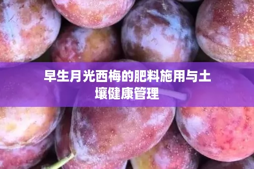 早生月光西梅的肥料施用与土壤健康管理