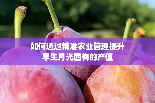 如何通过精准农业管理提升早生月光西梅的产值