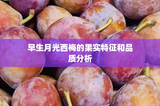 早生月光西梅的果实特征和品质分析