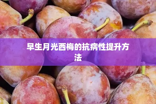 早生月光西梅的抗病性提升方法