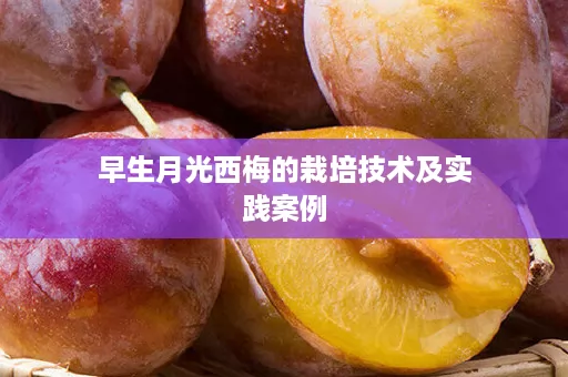 早生月光西梅的栽培技术及实践案例
