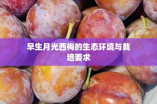 早生月光西梅的生态环境与栽培要求