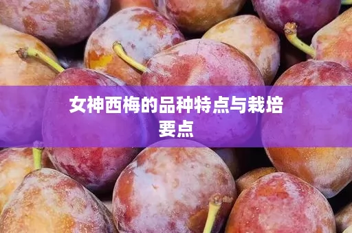 女神西梅的品种特点与栽培要点