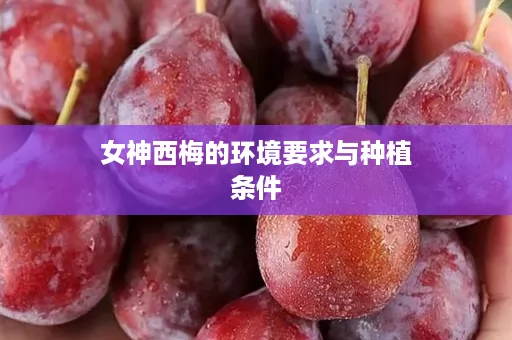 女神西梅的环境要求与种植条件