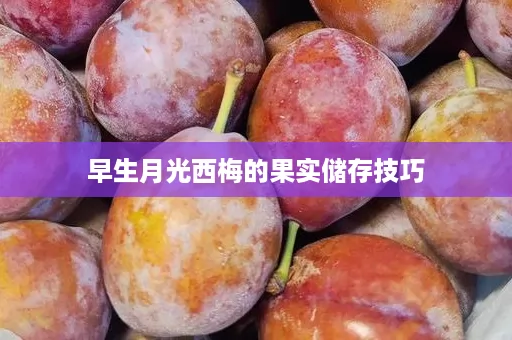 早生月光西梅的果实储存技巧