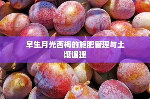 早生月光西梅的施肥管理与土壤调理