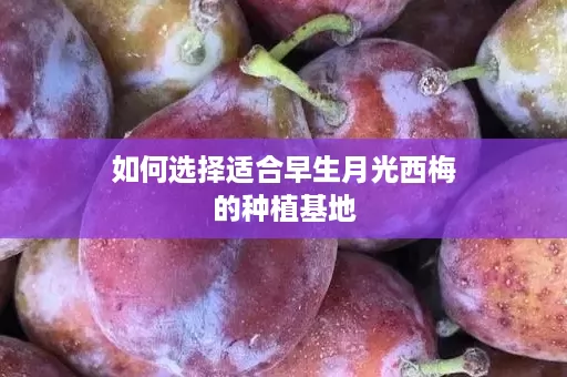 如何选择适合早生月光西梅的种植基地
