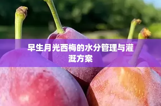 早生月光西梅的水分管理与灌溉方案